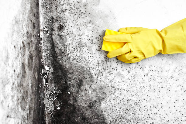 Best Black Mold Removal  in Riverside, NY