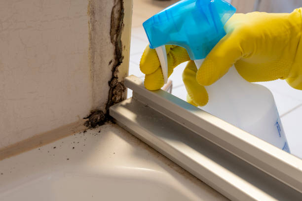 Best Residential Mold Removal  in Riverside, NY