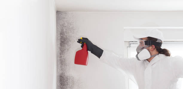 Mold Removal and Inspection in Riverside, NY